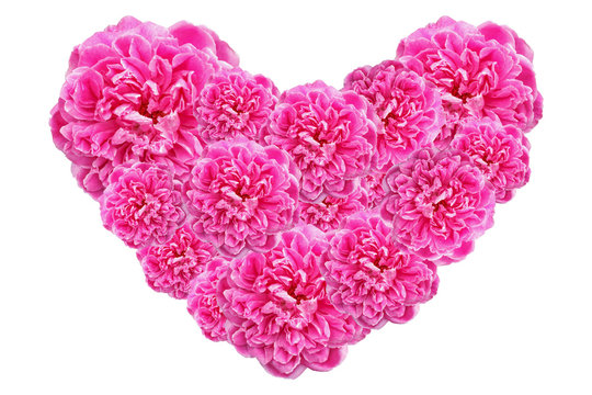 Valentines Day Heart Made of Pink Roses Isolated on White Backgr