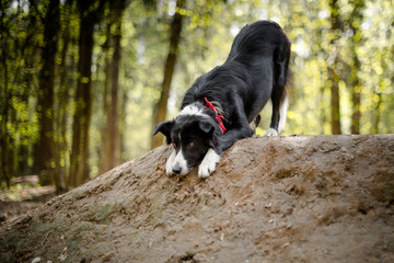 Bowing border collie