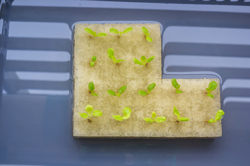 nursering hydroponics vegetable on sponge