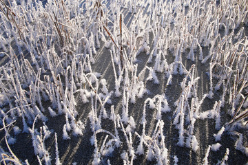 winter, grass covered with white rime