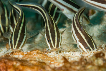 Three striped catfish feeding