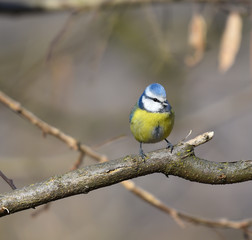 Cinciarella sul ramo nel bosco in osservazione