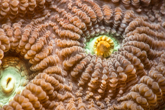 Close up of Favia favus coral