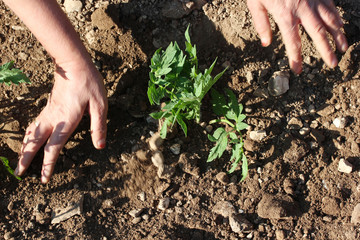 hands planting tomato seedling 