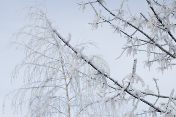 Fototapeta na wymiar branch of a tree in frost 