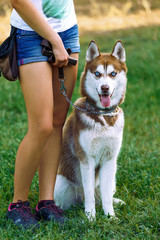 girl in shorts with a husky sitting on the grass