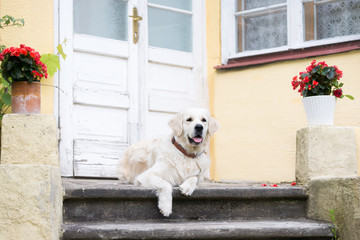 golden retriever dog resting by the door