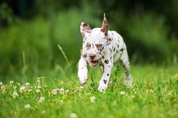 happy brown dalmatian puppy running on grass - obrazy, fototapety, plakaty