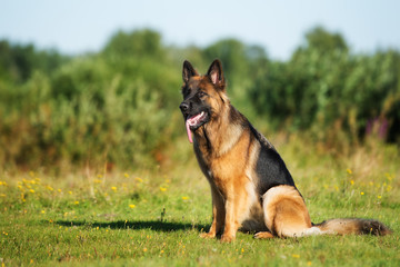 german shepherd dog sitting on grass