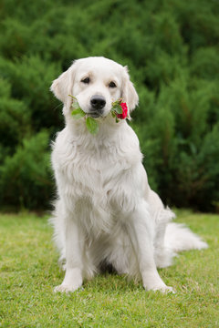 golden retriever dog holding a rose