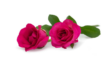 Naklejka premium Two pink rose lying down on a white background