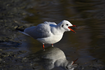 Gabbiano che gracchia sulla spiaggia
