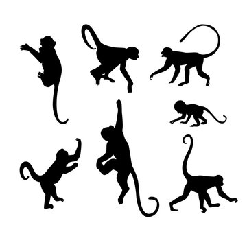 Monkey Silhouette Collection - Illustration