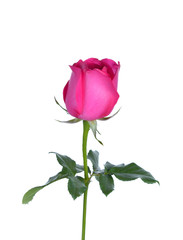Pink Rose  on white background