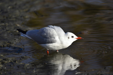 Gabbiano in acqua