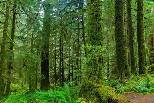 Fototapeta Rain Forest in Oregon