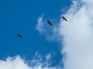 Canada geese in flight against a sky with clouds and blue