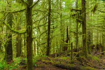 Fototapeta na wymiar Rain Forest in Oregon