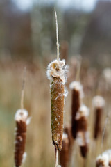 Spikes of Broadleaf cattail or Bulrush (Typha latifolia)