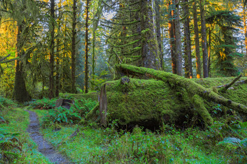 Trees in Hoh Rainforest