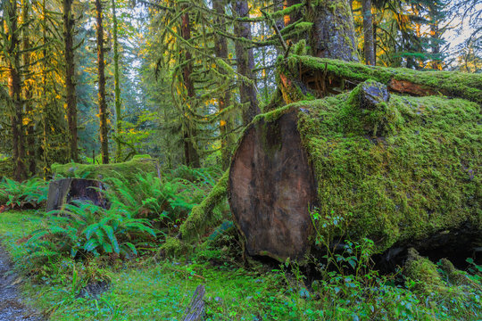 Fototapeta Trees in Hoh Rainforest