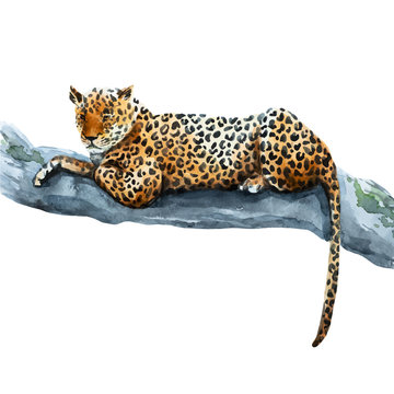 Watercolor vector leopard