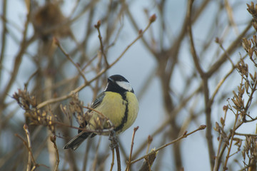 Fototapeta premium Cinciallegra, cinciarella, pettirosso, codirosso, passero mangia pallina grasso mangiatoia. Mangiatoia per uccelli, birdgardening