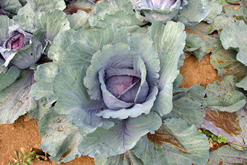 Obraz premium Cabbages