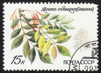 USSR - CIRCA 1980: A stamp printed in the USSR shows ordinary ash (Fraxinus excelsior), the series "Protected trees and shrubs", circa 1980