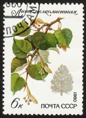 USSR - CIRCA 1980: A stamp printed in the USSR shows a tillet (Tilia cordata), the series "Protected trees and shrubs", circa 1980