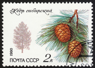 USSR - CIRCA 1980: A stamp printed in the USSR shows a Siberian cedar (Pinus sibirica), the series "Protected trees and shrubs", circa 1980
