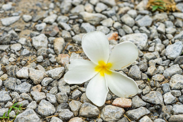 Fototapeta na wymiar plumeria flower on the floor