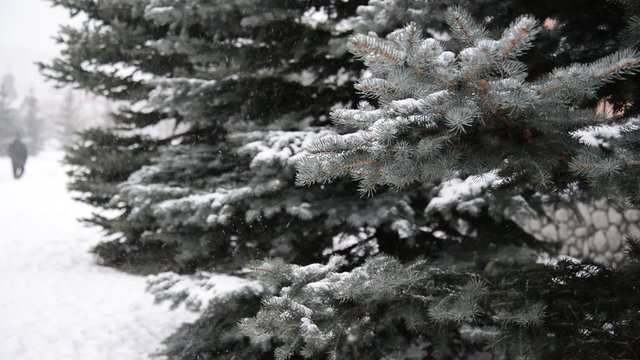 branches of spruce in  snow at  park during a snowstorm