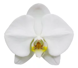 Foto auf Acrylglas Orchidee weiße Phalaenopsis-Orchideenblüte isoliert auf weiß mit Ausschnitt