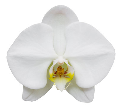 Fototapeta white phalaenopsis orchid flower isolated on white with clipping