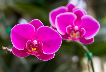 Panele Szklane Podświetlane  Różowy kwiat orchidei Phalaenopsis