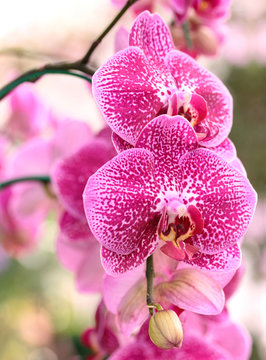 Fototapeta phalaenopsis orchid flower