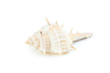 Sea shell isolated on a white