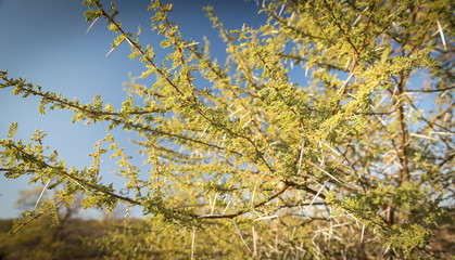 Acacia Tree Thorns