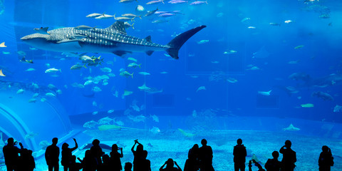 Silhouettes of people in Oceanarium