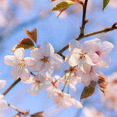 Sakura flowers.