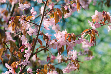 Sakura flowers.