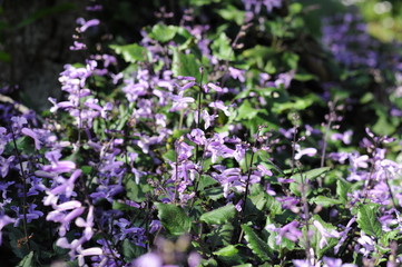 Obraz premium Little violet flower field 