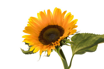 Sunflower against white background