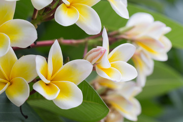 white frangipani tropical flower, plumeria flower blooming