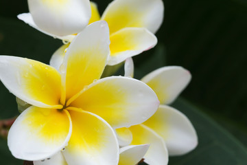 Obraz na płótnie Canvas white frangipani plumeria tropical flower with water drops