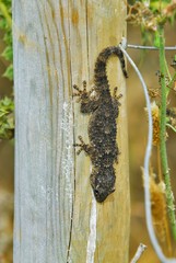 PN Doñana salamanquesa