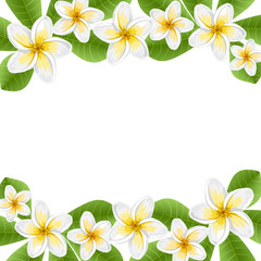 Tropical background with frangipani  flowers and leaves