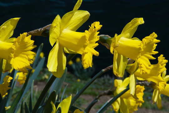 Narcisos Images – Browse 147 Stock Photos, Vectors, and Video | Adobe Stock Narcisos Images – Browse 147 Stock Photos, Vectors, and Video | Adobe Stock