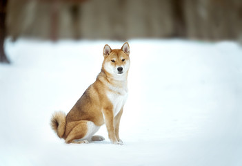 Japanese Shiba Inu dog portrait on snow background